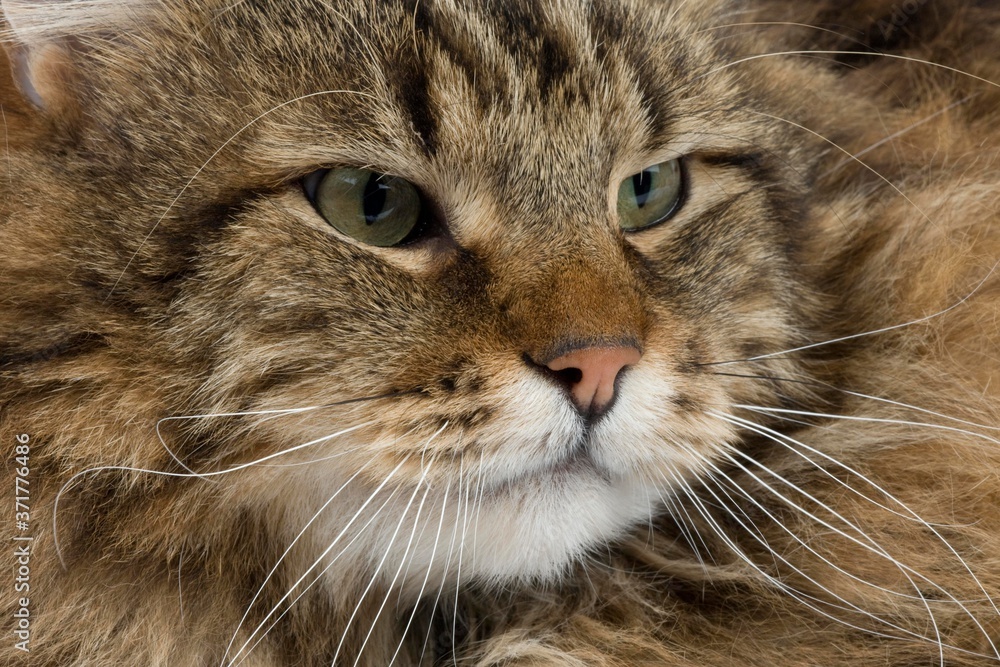Angora Domestic Cat, Portrait of Male