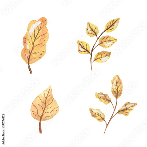 Autumn fall watercolor leaves.Hand Drawn watercolor illustration.solated on a white background.