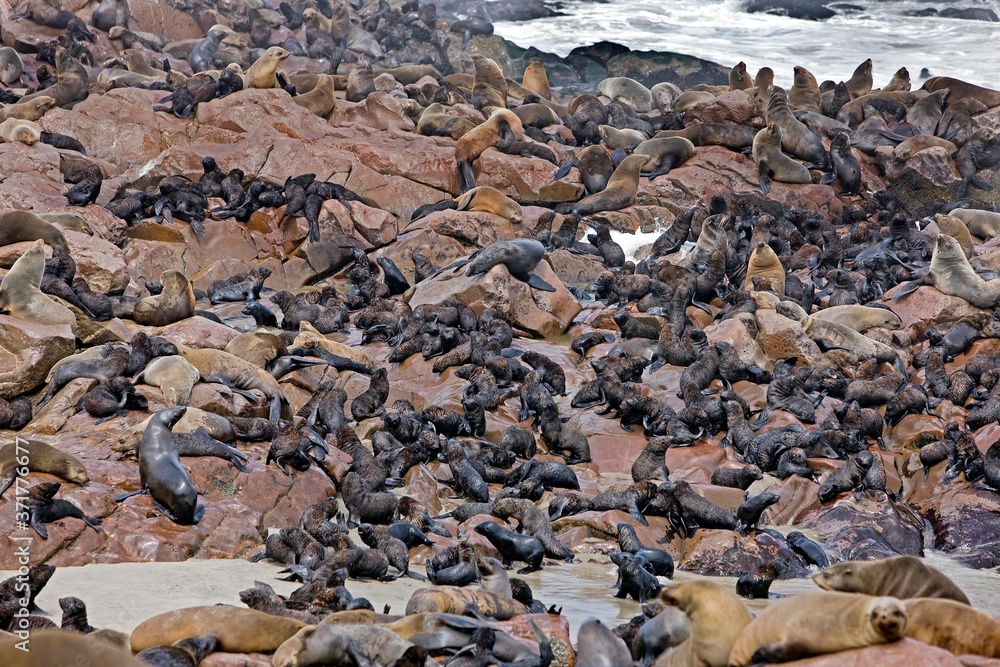 South African Fur Seal, arctocephalus pusillus, Colony at Cape Cross in Namibia South African Fur Seal, arctocephalus pusillus, Colony at Cape Cross in Namibia