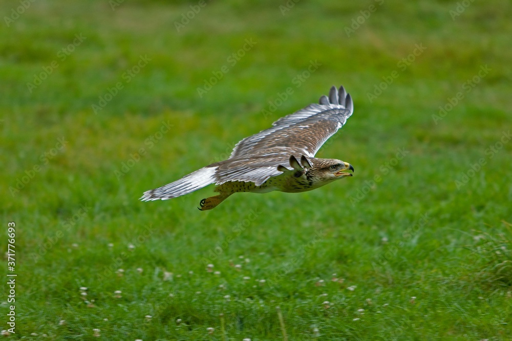 Fototapeta premium Ferruginous Hawk, buteo regalis, in Flight