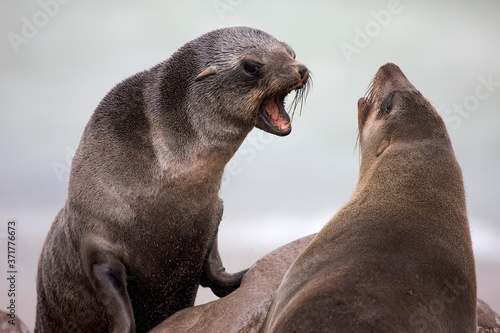 South African Fur Seal, arctocephalus pusillus, Females, Cape Cross in Namibia