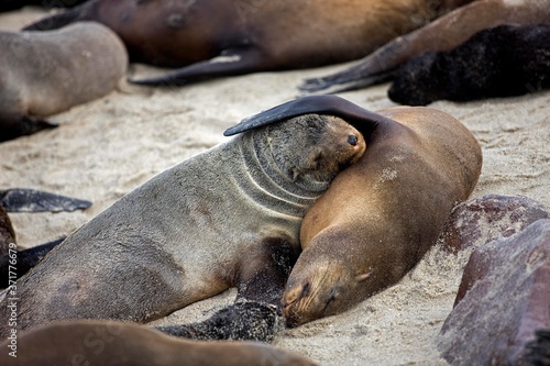 South African Fur Seal, arctocephalus pusillus, Cape Cross in Namibia