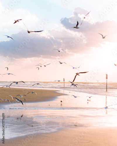 Canvas Print seagulls on the beach