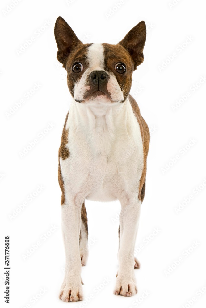 Boston Terrier Dog against White Background