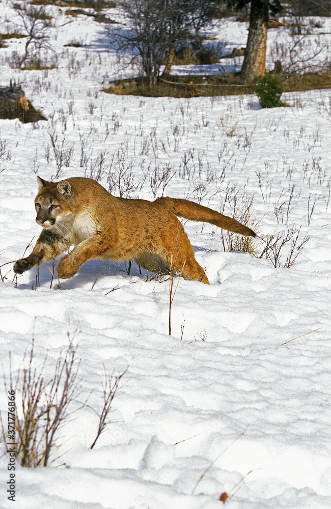 Obraz premium Cougar, puma concolor, running on Snow, Montana