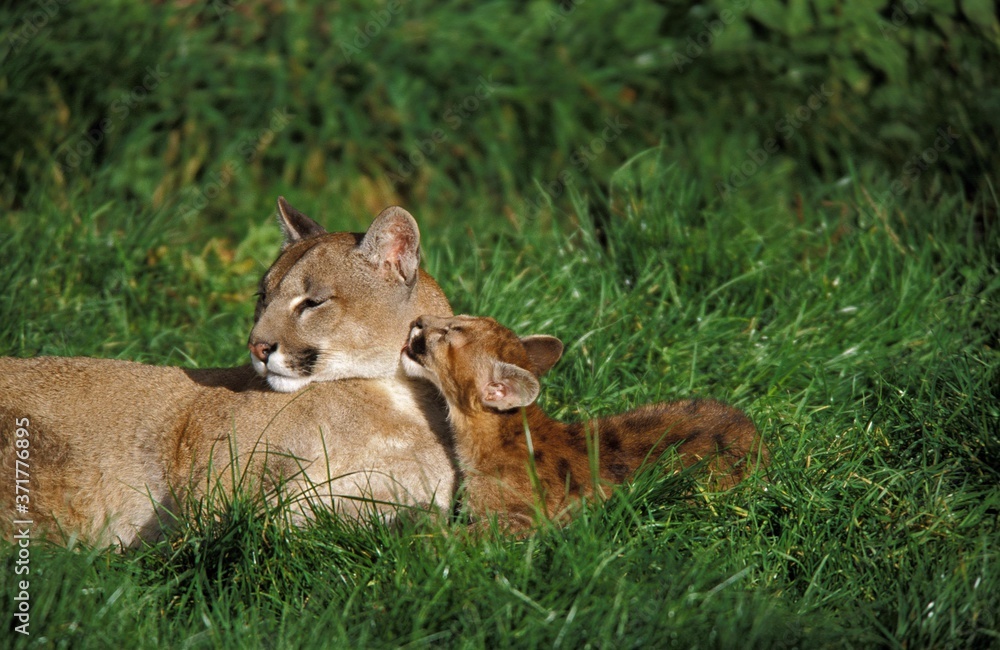 Fototapeta premium Cougar, puma concolor, Mother and Cub Licking