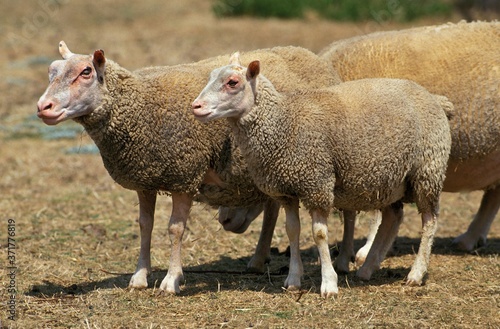 Fototapeta Naklejka Na Ścianę i Meble -  Charmois Domestic Sheep, a French Breed