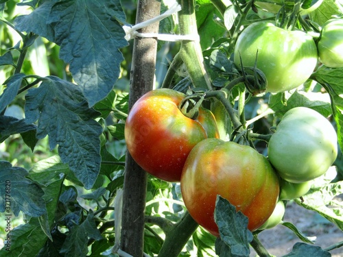 Homemade organic tomatoes in the garden during the ripening phase