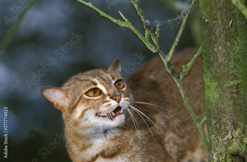 Photography Rusty-Spotted Cat, prionailurus rubiginosus