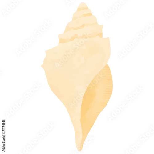 Vector illustration of conch on white background