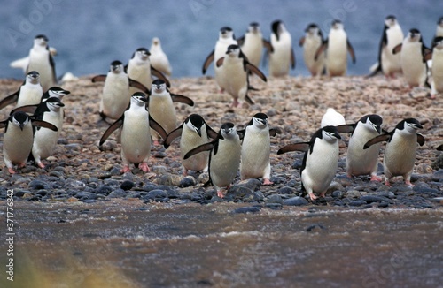 Chinstrap Penguin, pygoscelis antarctican, Antarctica