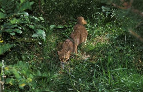 Photography Rusty-Spotted Cat, prionailurus rubiginosus