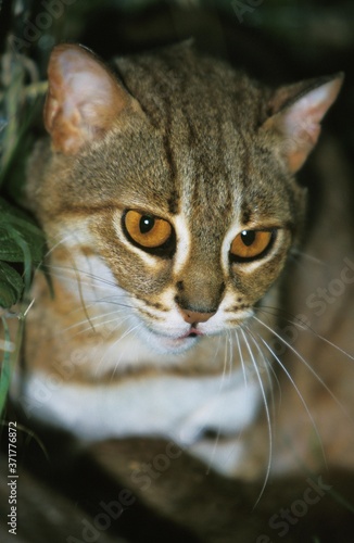 Photography Rusty-Spotted Cat, prionailurus rubiginosus