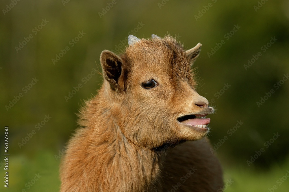 3 Months Old Pygmy Goat or Dwarf Goat, capra hircus, Calling