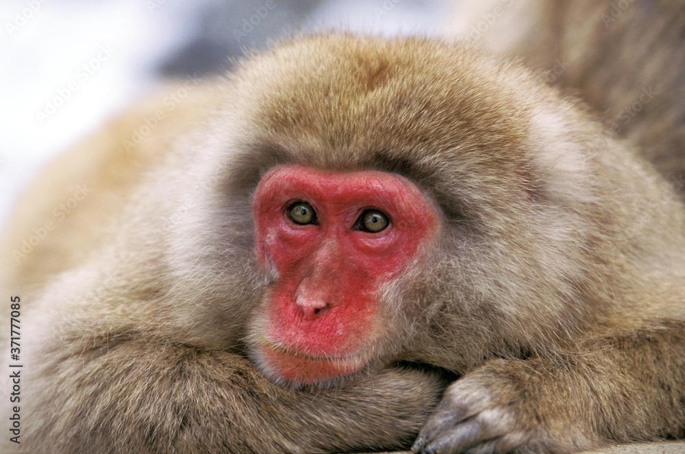 Portrait of Japanese Macaque, macaca fuscata, Hokkaido Island in Japan Portrait of Japanese Macaque, macaca fuscata, Hokkaido Island in Japan