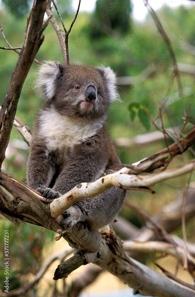 Fototapeta premium Koala, phascolarctos cinereus