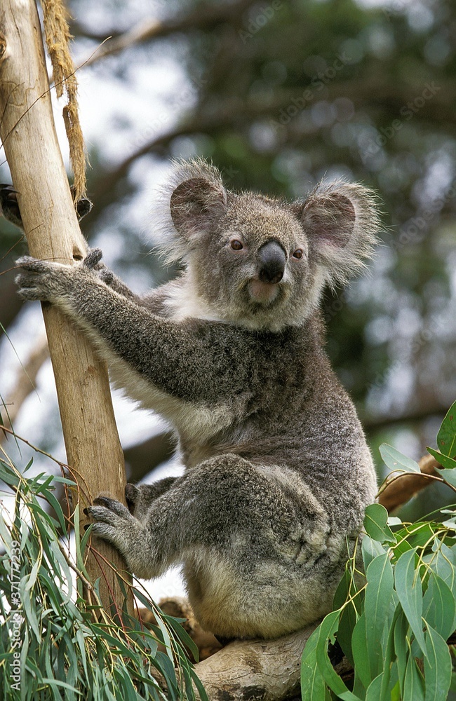 Obraz premium Koala, phascolarctos cinereus