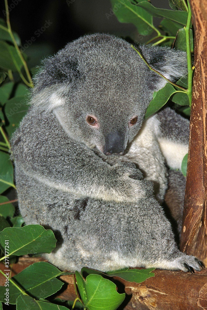 Fototapeta premium Koala, phascolarctos cinereus