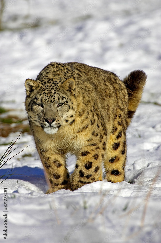Snow Leopard or Ounce, uncia uncia, Standing in Snow Snow Leopard or Ounce, uncia uncia, Standing in Snow