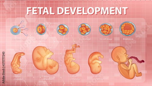 Stages human embryonic development