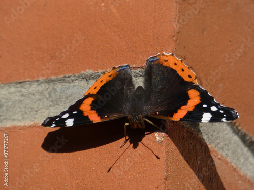 Schmetterling Admiral