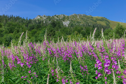 Flowering thickets Rosebay Willowherb (Chamerion angustifolium) on the background of the Carpathian mountains. Mountains and forest on a sunny summer day. Ukrainian Carpathians 