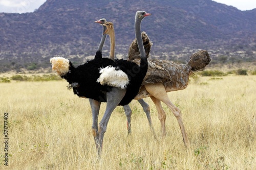 Ostrich, struthio camelus, Males and Female, Masai Mara Park in Kenya