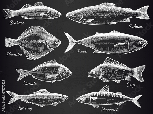 Hand drawn fish. Sketch various fish salmon and carp, mackerel, tuna, flounder, anchovy, gastronomy fishes on black vector set. Engraved seabass isolated on dark for fishing sport and cafe menu
