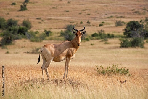 Hartebeest  alcelaphus buselaphus  standing on Termite Hill  Masai Mara Park in Kenya