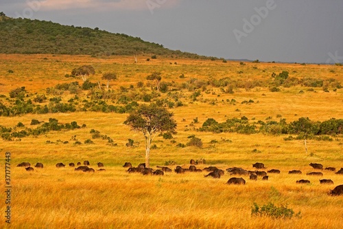 African Buffalo, syncerus caffer, Herd at Masai Mara Park in Kenya