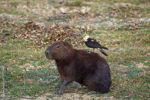 Yellow-headed caracara, milvago chimachima and Capybara, hydrochoerus hydrochaeris , Los Lianos in Venezuela photo