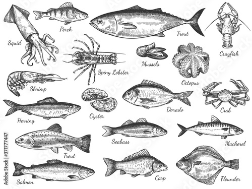 Sketch seafood. Hand drawn fresh sea fishes, oyster, mussels and lobster, squid, octopus and prawn, octopus and crab healthy food vector set.