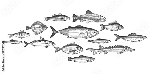 Fish school. Hand drawn fishes shoal, underwater marine ecosystem, sea and river inhabitants vintage engraved style vector set. Trot, perch and anchovy, herring and mackerel, delicacy food