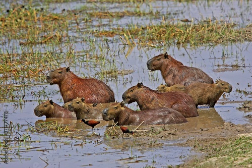 Wattled Jacana and Capybara, hydrochoerus hydrochaeris, standing in Swamp, Los Lianos in Venezuela