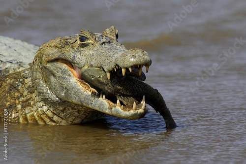 Spectacled Caiman  caiman crocodilus  with a Fish in its Mouth  Los Lianos in Venezuela
