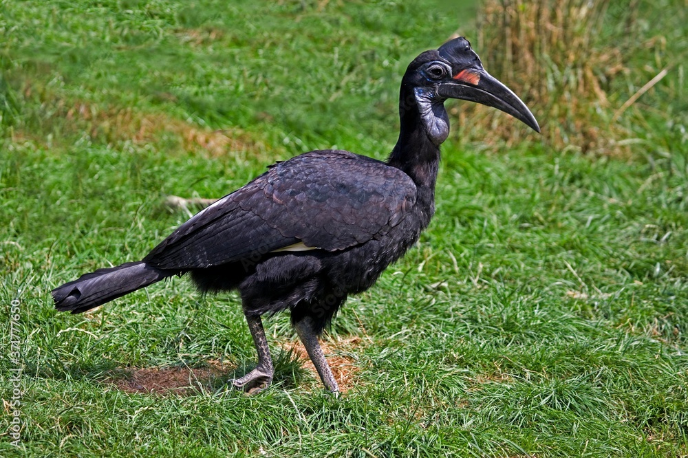 Obraz premium Ground Hornbill or Northern Ground Hornbill, bucorvus abyssinicus, Female