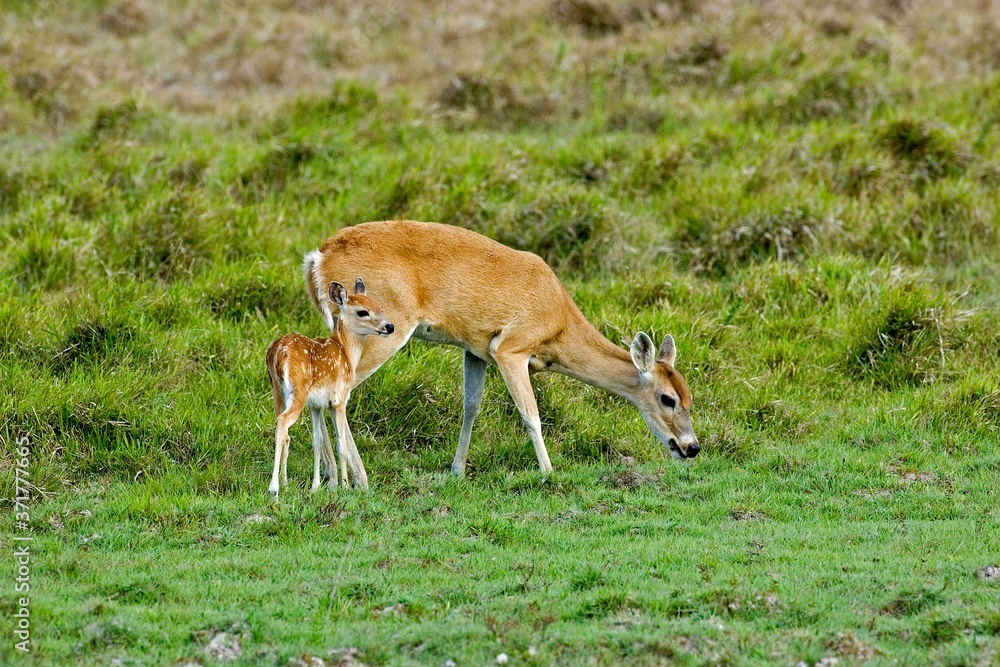 White-Tailed Deer, odocoileus virginianus, Mother and Fawn White-Tailed Deer, odocoileus virginianus, Mother and Fawn