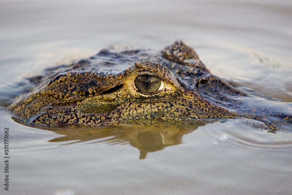 Spectacled Caiman, caiman crocodilus, Head emerging from Water, Los Lianos in Venezuela Spectacled Caiman, caiman crocodilus, Head emerging from Water, Los Lianos in Venezuela
