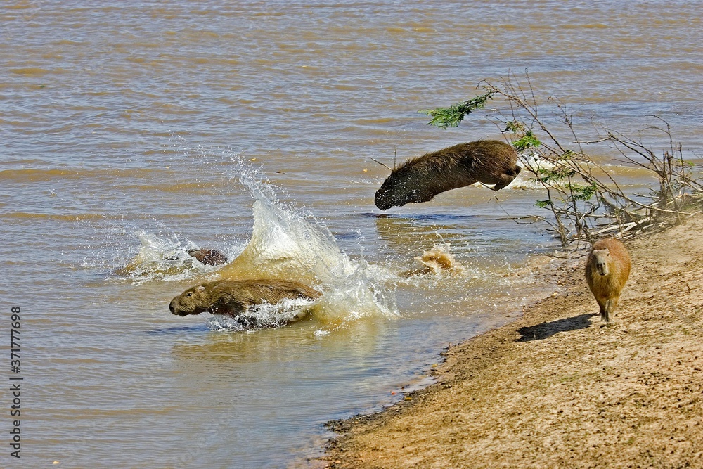 Fototapeta premium Capybara, hydrochoerus hydrochaeris, Leaping into River, Los Lianos in Venezuela