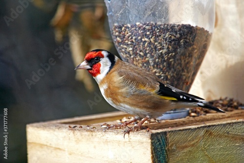 Goldfinch, carduelis carduelis, standing at Trough, Winter in Normandy photo