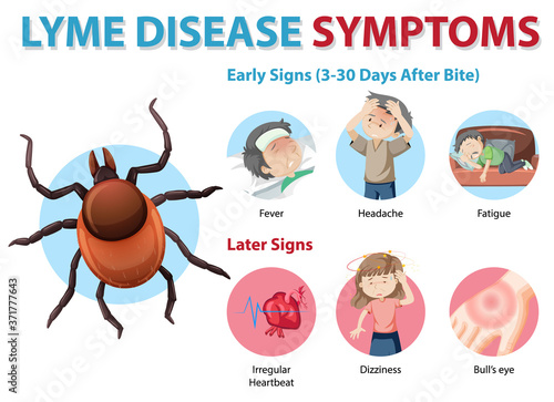 Lyme disease symptoms information infographic