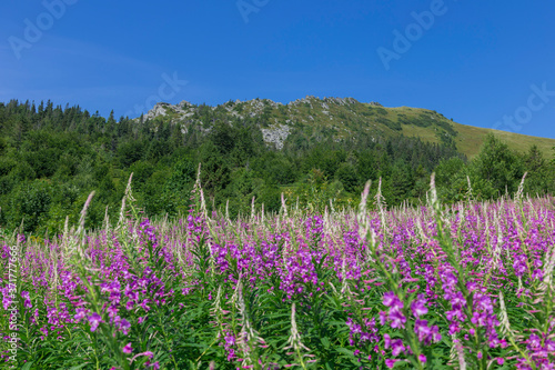 Flowering thickets Rosebay Willowherb (Chamerion angustifolium) on the background of the Carpathian mountains. Mountains and forest on a sunny summer day. Ukrainian Carpathians © ihorhvozdetskiy