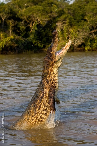 Spectacled Caiman, caiman crocodilus, Leaping out of River, Los Lianos in Venezuela photo