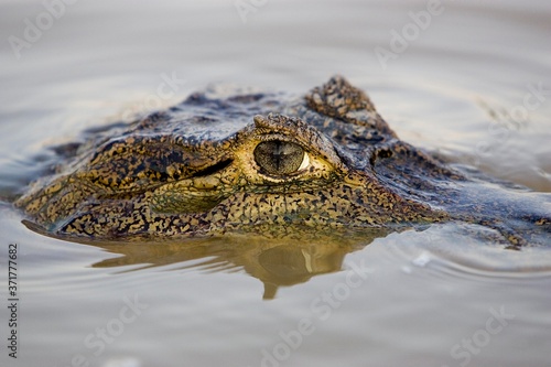 Spectacled Caiman, caiman crocodilus, Head emerging from Water, Los Lianos in Venezuela
