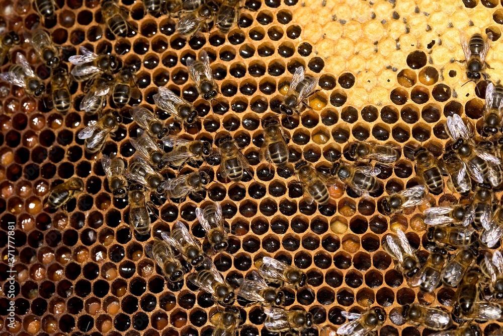 Honey Bee, apis mellifera, Worker looking after Larvae on Brood Comb, Bee Hive in Normandy Honey Bee, apis mellifera, Worker looking after Larvae on Brood Comb, Bee Hive in Normandy