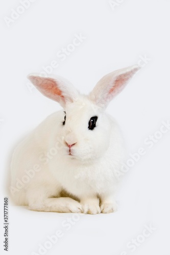 Hotot Domestic Rabit against White Background, Breed from Normandy