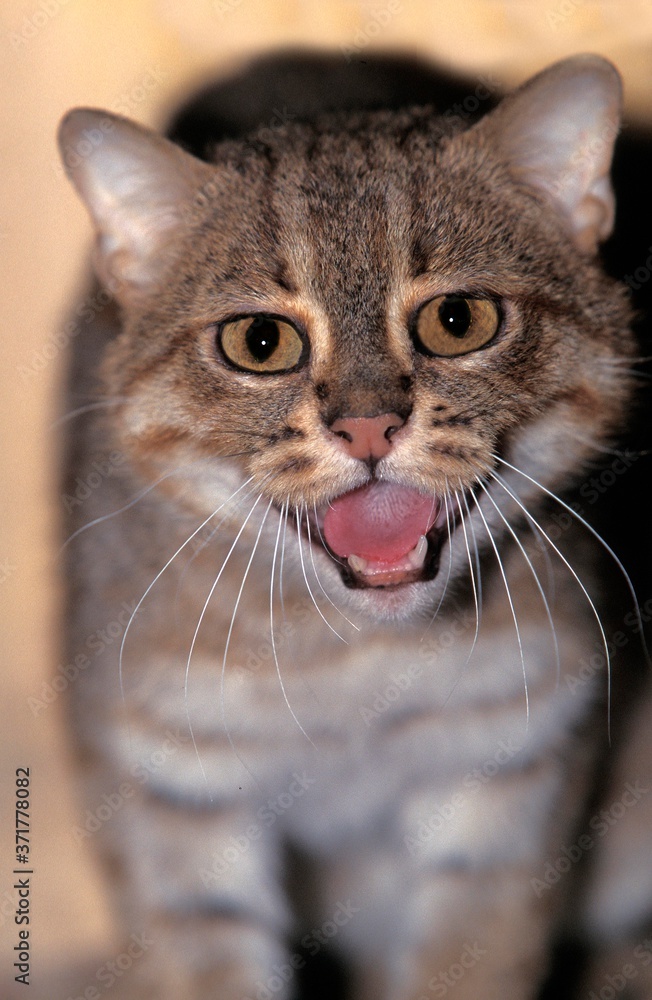 Fototapeta premium Rusty-Spotted Cat, prionailurus rubiginosus