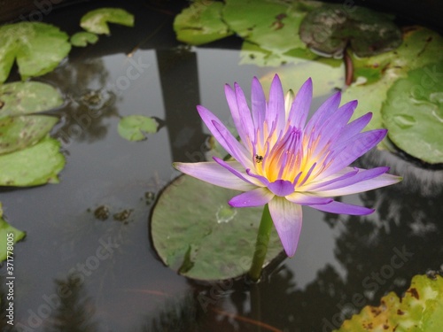 Colorful yellow-purple lotus in the pond