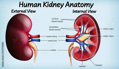 Human kidney anatomy diagram