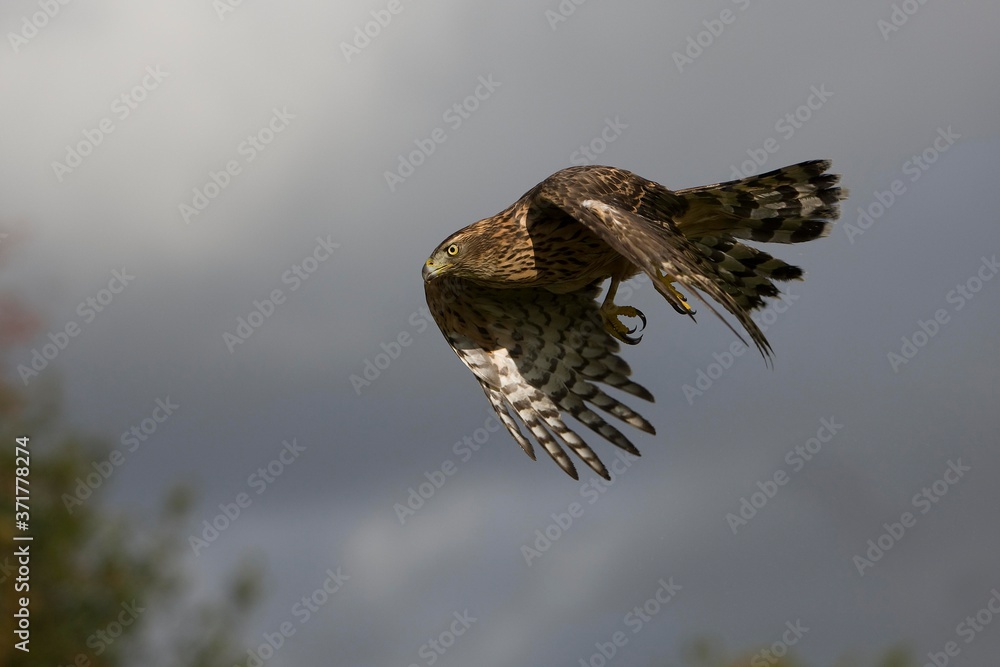 Fototapeta premium Goshawk, accipiter gentilis, Adult in Flight